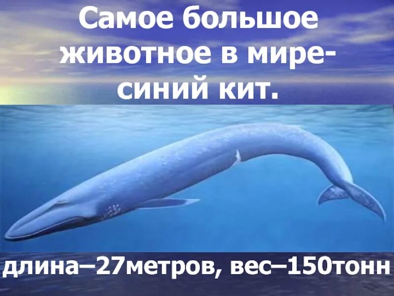 Синий кит ≈ 150 тонн. Синий кит самое большое животное в мире. Синий кит вес. Синий кит Размеры.