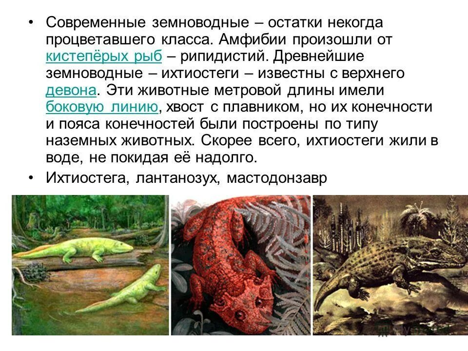 доказательства происхождения земноводных