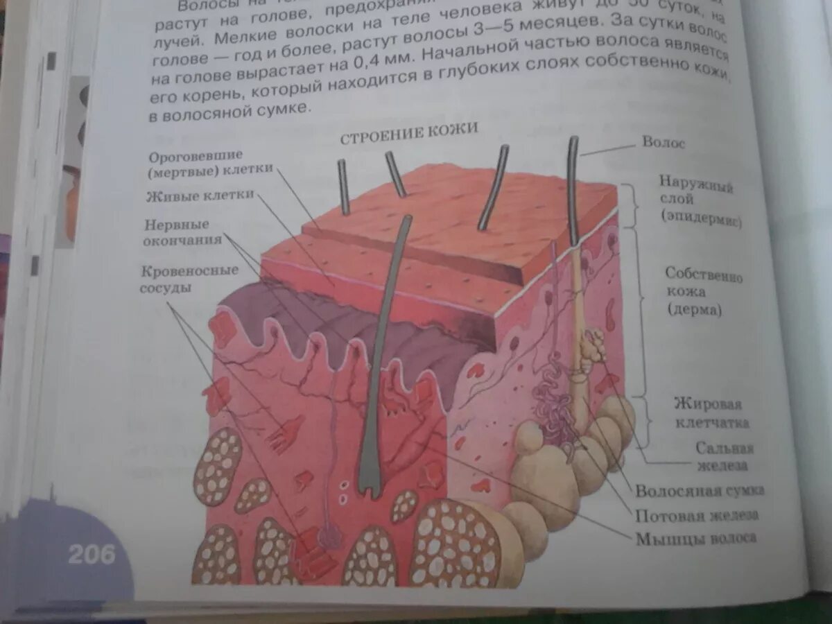 Какая более мощная структура кожи у тюленей. Строение кожи биология 8 класс Сонин. Строение кожи рис 107. Строение кожи биология 9 класс Сапин. Строение кожи задание.