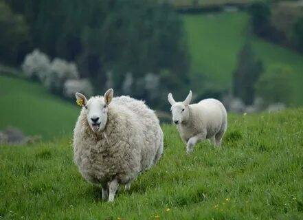 Sheep t
