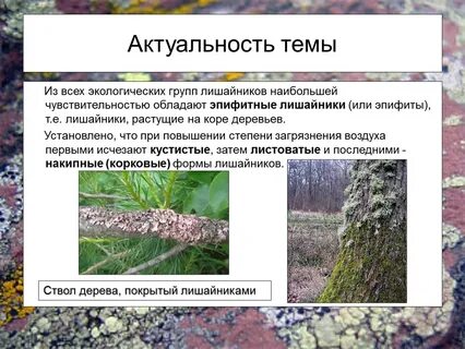 Лишайники чистоты воздуха