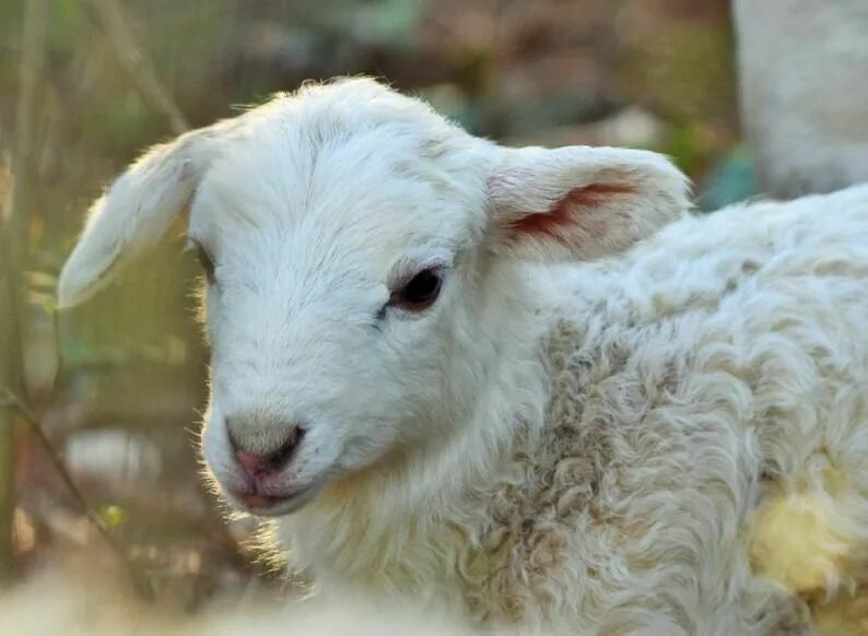 Ягненок 3 месяца. Ягненок референс. Little Lamb компания. Lamb giblets. Lamb and Narinder.