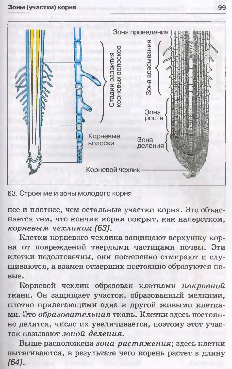 Корневой чехлик это в биологии 6 класс. Биология 7 класс Пасечник строение корня растений. Зона корня корневой чехлик зона деления зона. Зоны участка корня биология 6 класс Пасечник. От повреждений кончик корня защищает