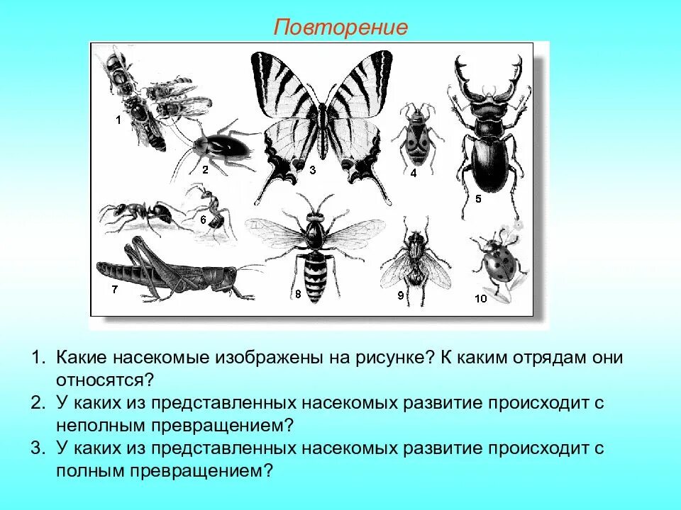 Признаки какого класса на нем изображены. Какие насекомые изображены на рисунке. Отряды насекомых рисунки. Какие насекомые изображены на рисунке к каким отрядам они относятся. Развитие насекомых отряды.