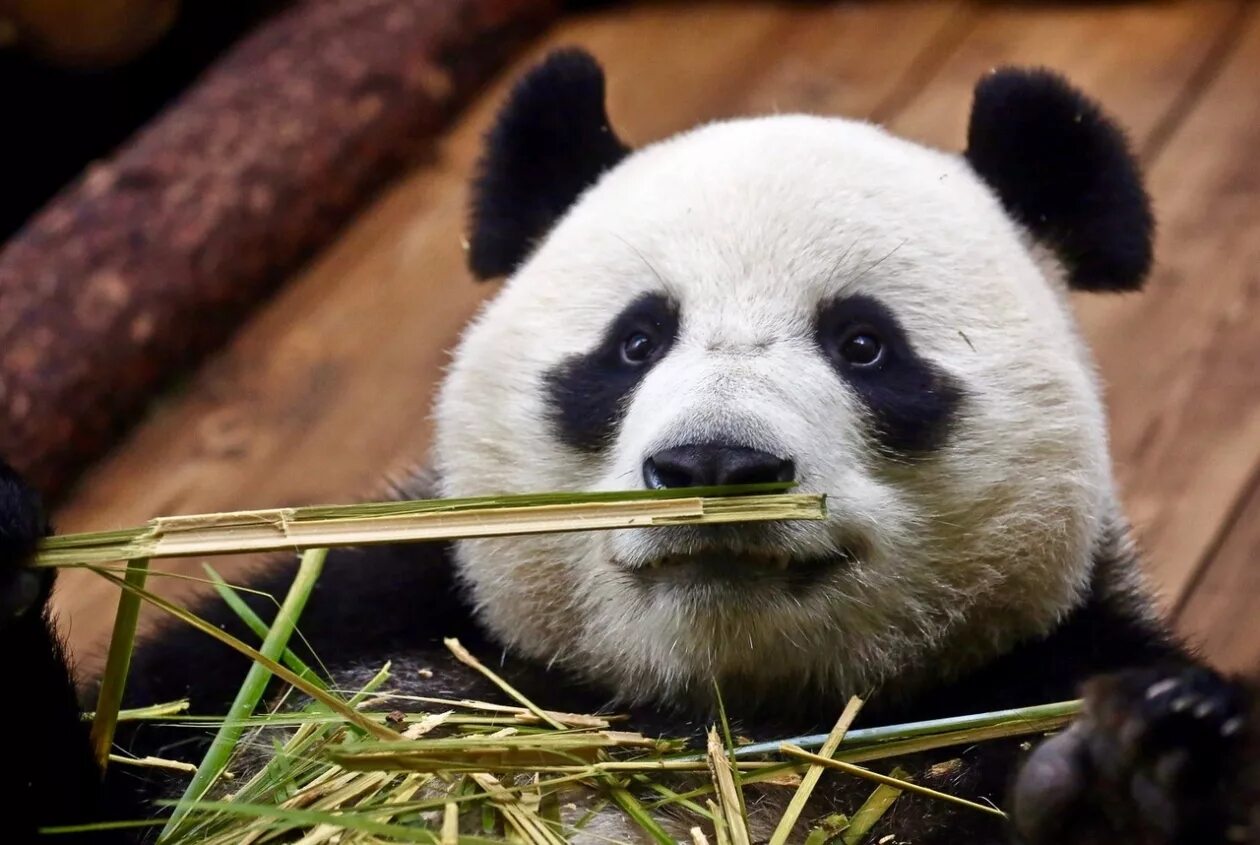 Фауна китая московский зоопарк. Панда ест. Китай Панда бамбук. Панда в Московском зоопарке. Ленивая Панда.