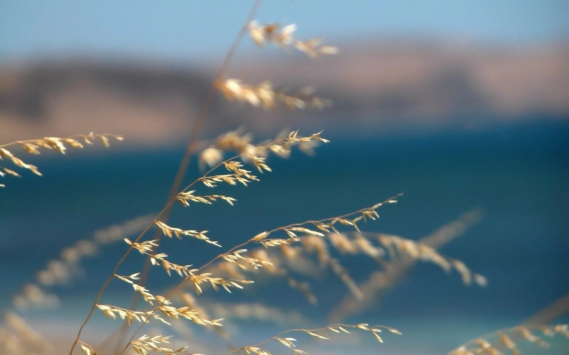 Теплый ветер с моря. Женщина на ветру. Морской закат. Развивающаяся ткань на ветру. Камыши на берегу моря.