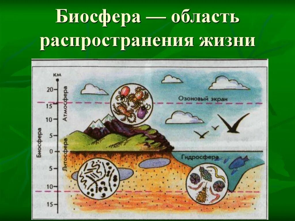 Распространении биосферы