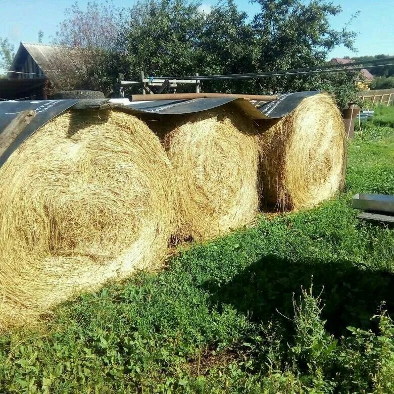 Сено тюк круглый 300 кг. Сено в круглых тюках. Тюк сена 800кг. Сено в круглых тюках по 35 кг.