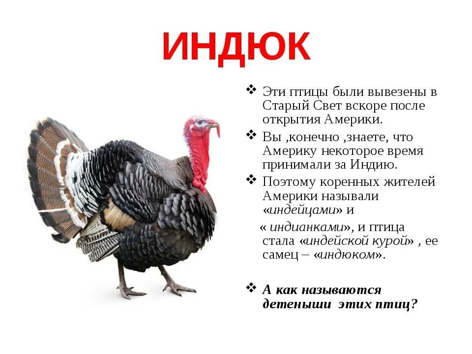 Индюк значение. Домашние птицы описание. индюк. домашние птицы индюк. описание домашних птиц.