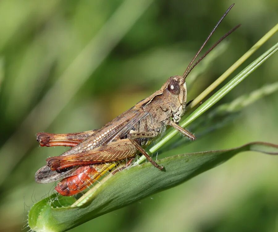 прямокрылые orthoptera. конёк луговой (chorthippus dorsatus. насекомое отряд прямокрылые 6. насекомое отряд прямокрылые 6. сибирская кобылка саранча.