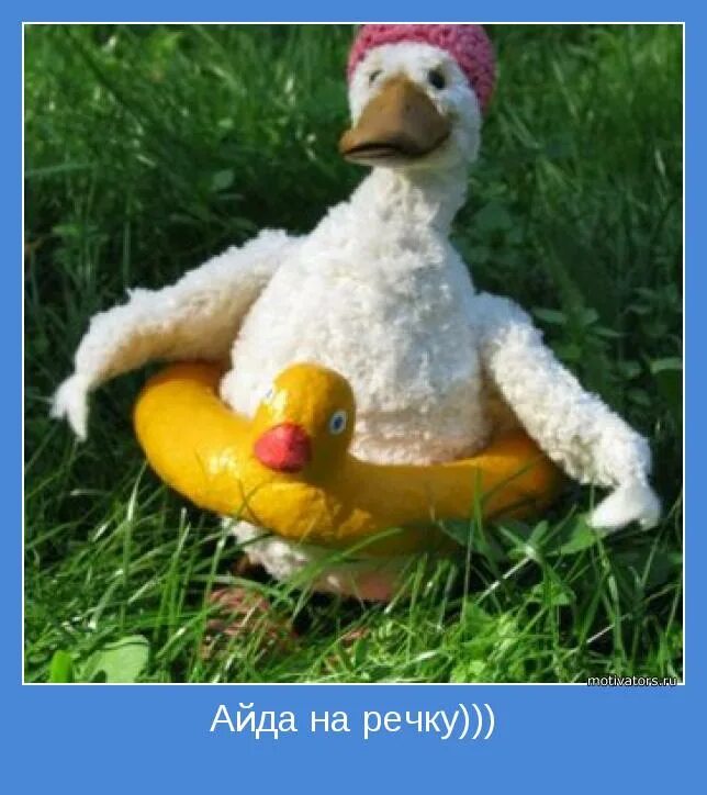 смешные утята. селезень смешной. утка смешно. доброе утро утка. веселые гуси.