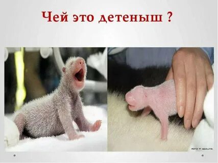 Мне захотелось узнать чьи это детеныши