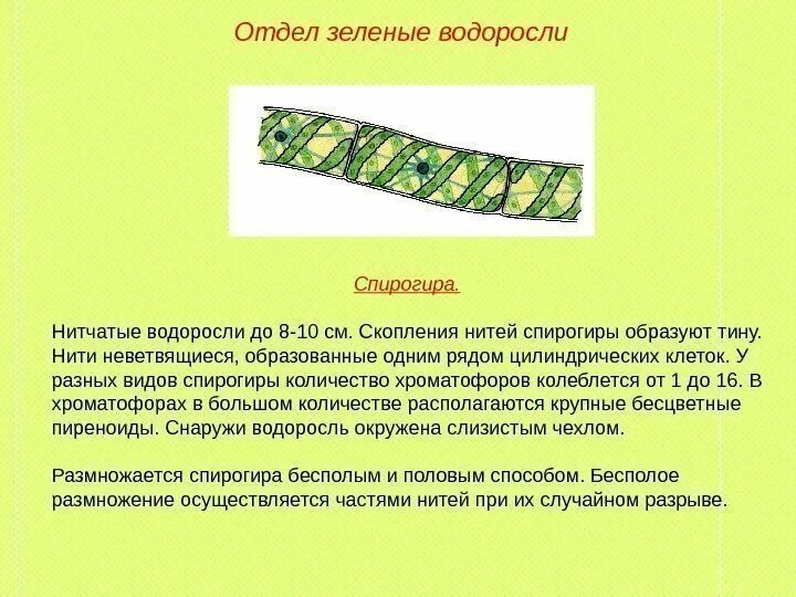 К какому относится спирогира. Отдел зеленые водоросли спирогира. Многоклеточная водоросль спирогира. Строение клетки спирогиры. Нить водоросли спирогиры.