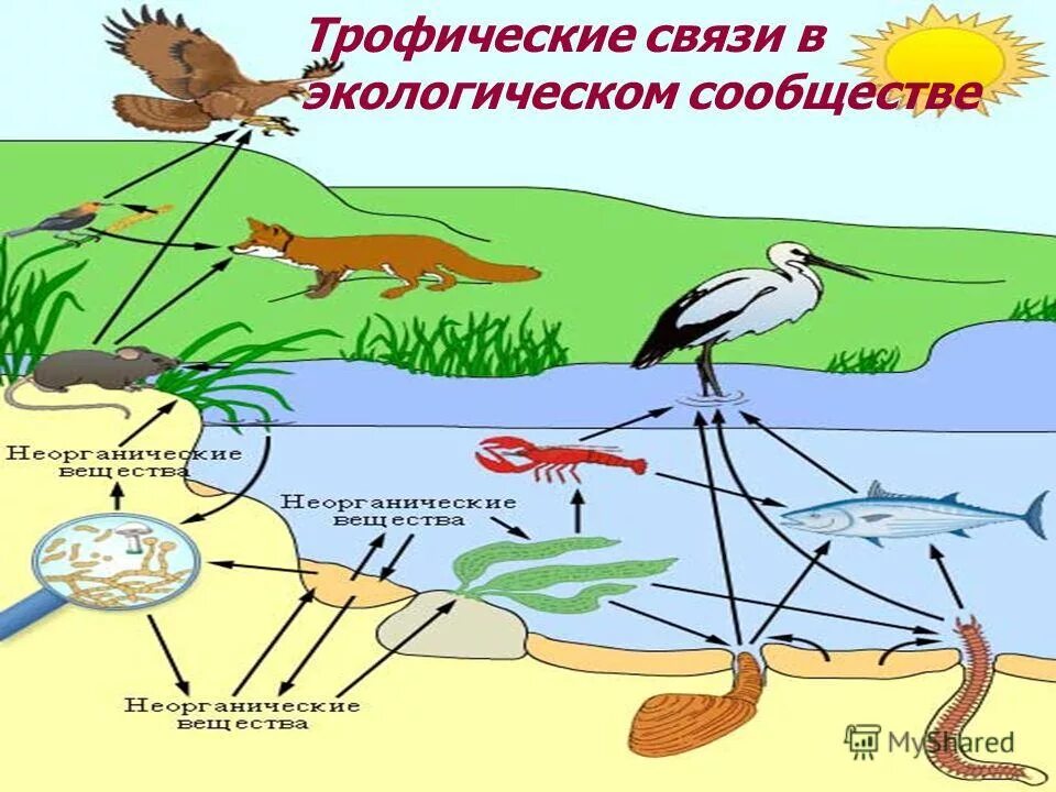 Какие организмы составляют болото. Пищевая цепь круговорот веществ в природе. Круговорот веществ в пищевой цепи. Пищевая цепочка. Пищевая трофическая цепочка это.