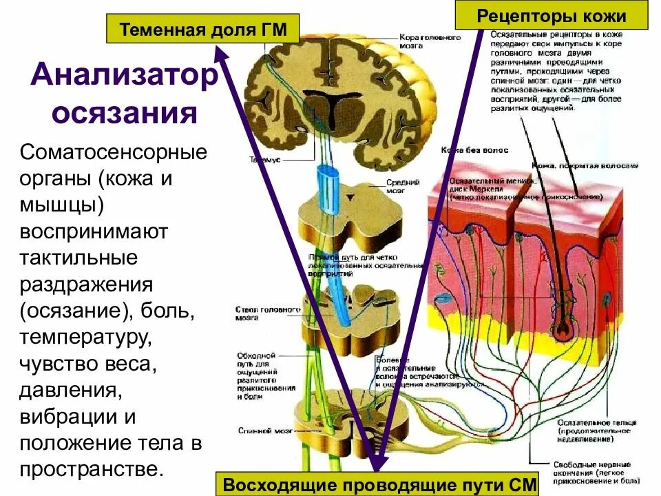 Ощущение нерв