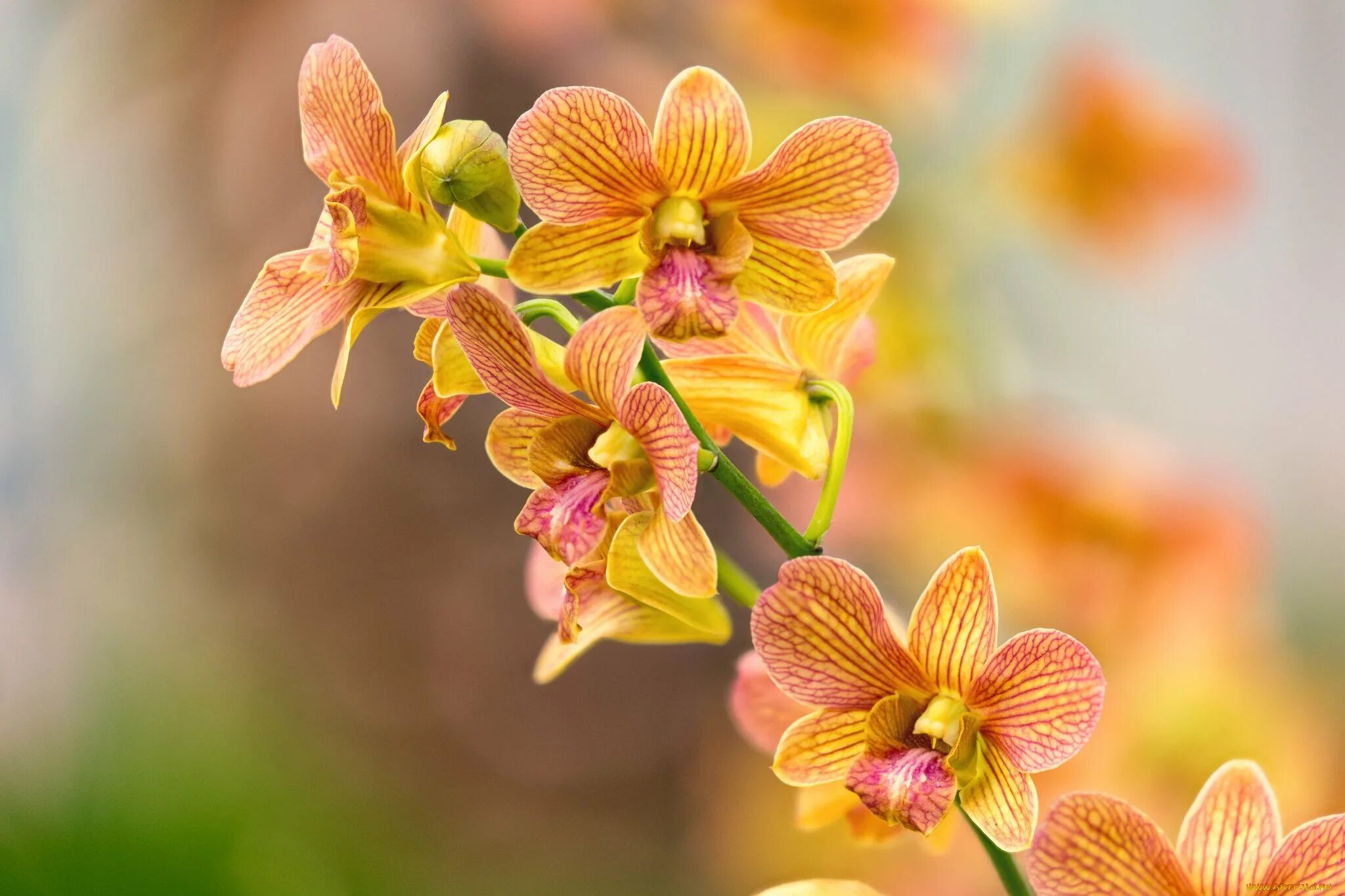 New Orchid Flower Colors - Orchid Hub Orchid flower, Orchids, Colorful flowers