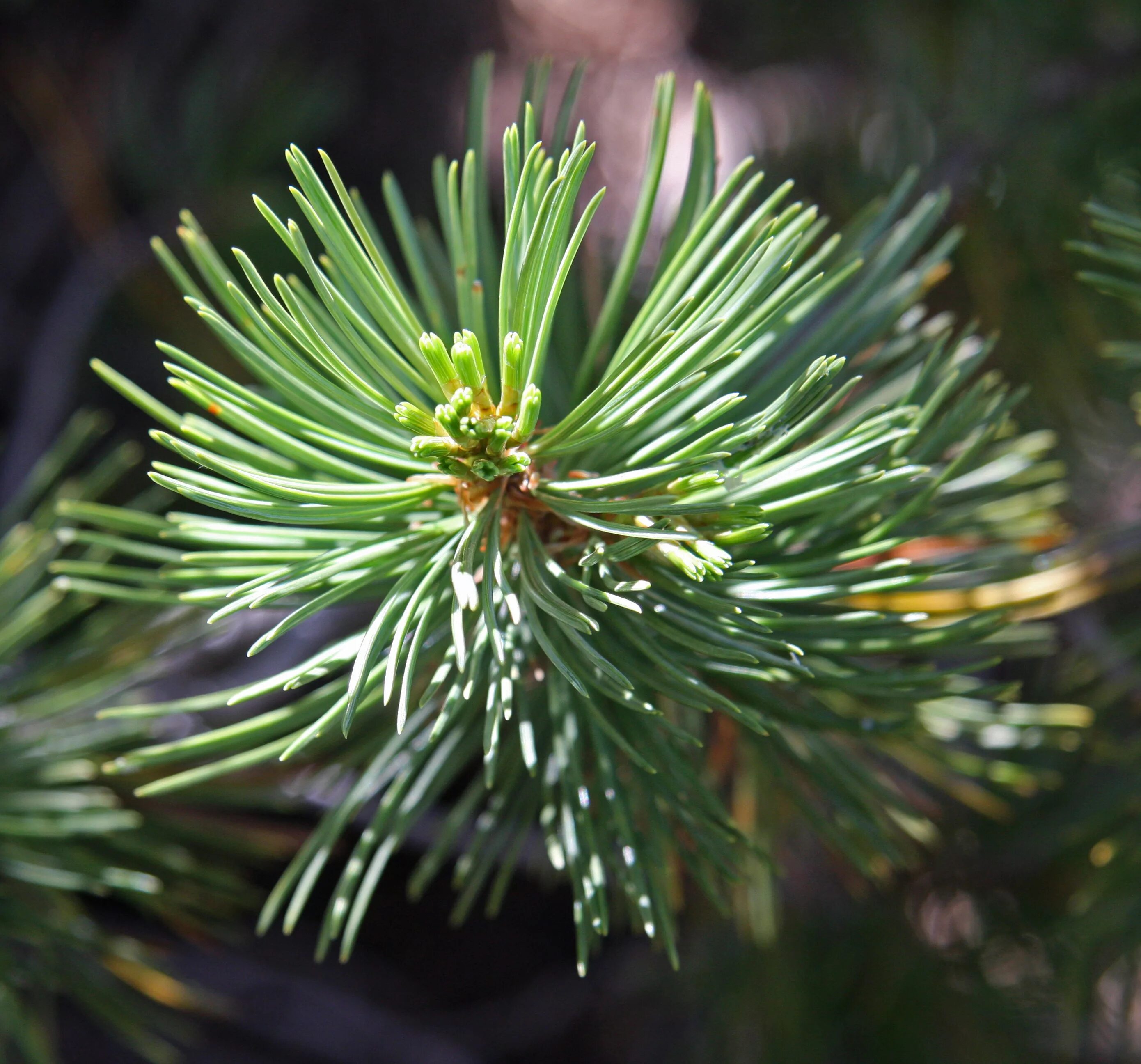 Pinus albicaulis. Хвоя Керри. Марси хвоя. Нео с хвоей. Хвойная 0