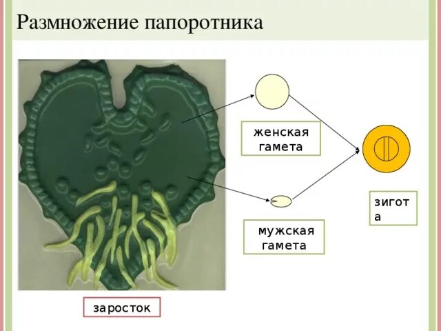 Архегоний папоротника. Заросток папоротника строение. Строение заростка. Зигота папоротника. Мужские гаметы папоротников