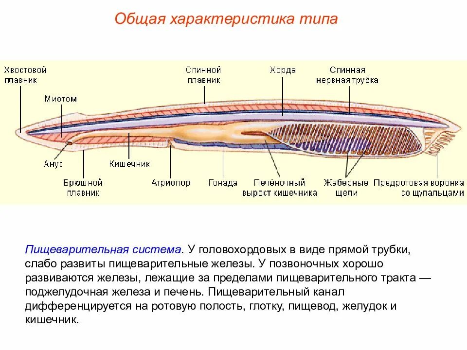 Тип хордовые егэ. Головохордовые пищеварительная система. класс головохордовые пищеварительная система. пищеварительная система бесчерепных. пищеварительная система тип хордовые бесчерепные.