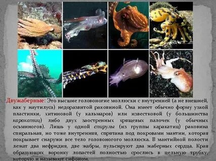 Четырехжаберными головоногими моллюсками являются