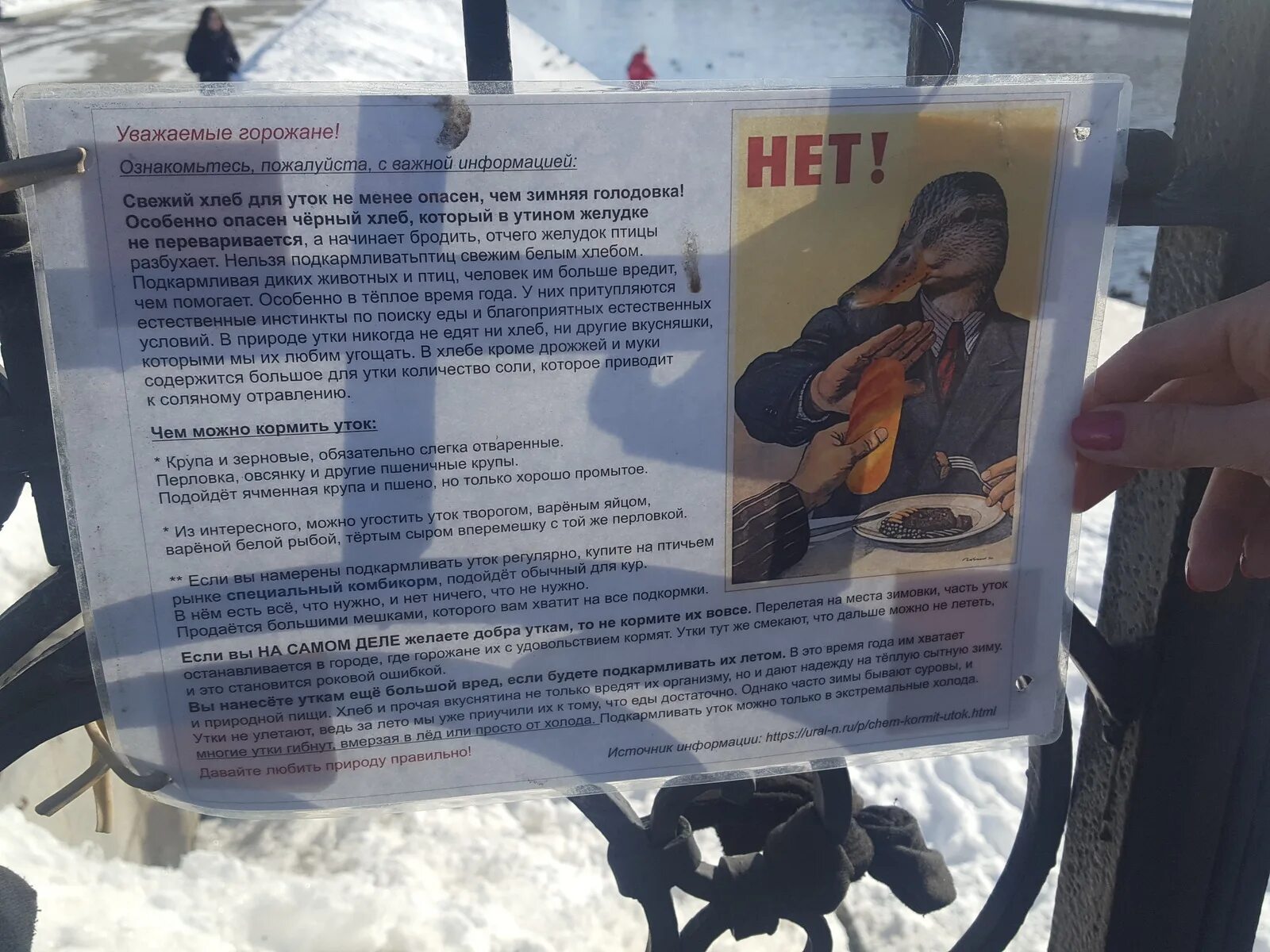 Почему уткам нельзя хлеб. Чем кормить уток. уток нельзя кормить хлебом. чем можно кормить утокок. чем нельзя кормить уток.