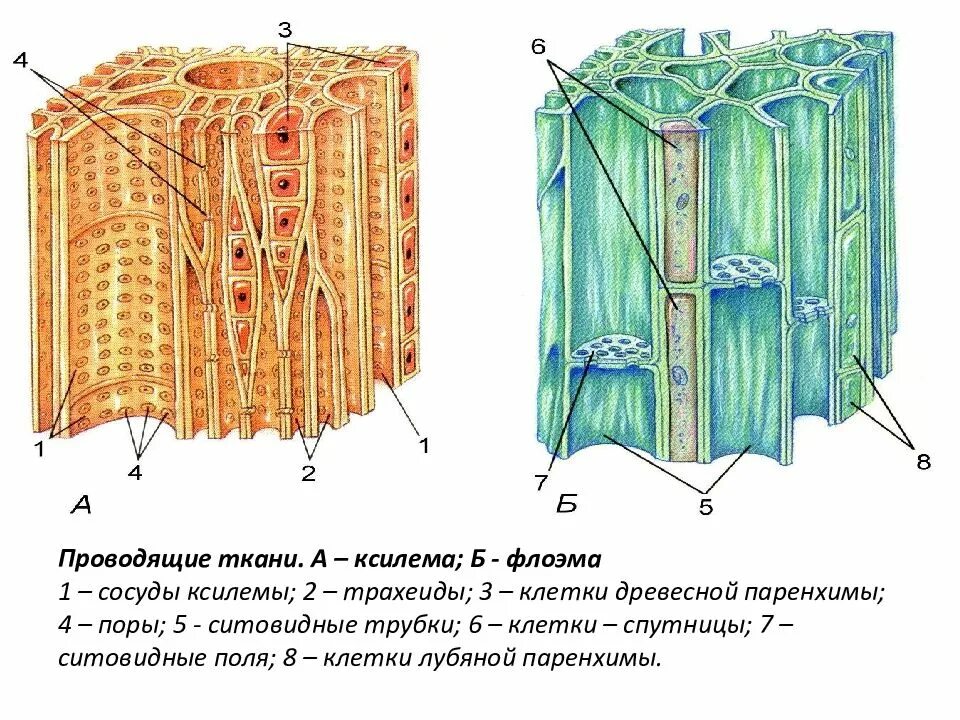 Проводящая ткань Ксилема и флоэма. Ткань корня флоэма Ксилема. Ксилема и флоэма это ткани. Ксилема 2) флоэма. Какие вещества проводят сосуды