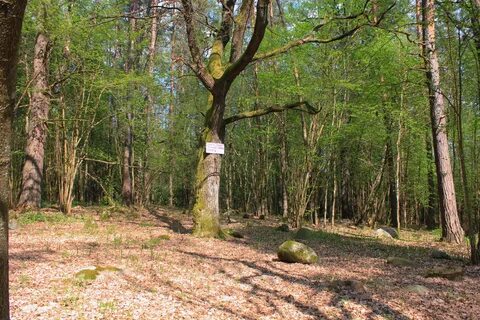 Кусочек леса