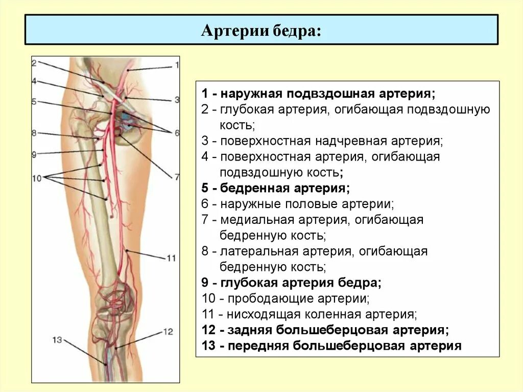 Вена в паху у мужчин. Синтопия бедренной артерии. Бедренная артерия топография ветви.