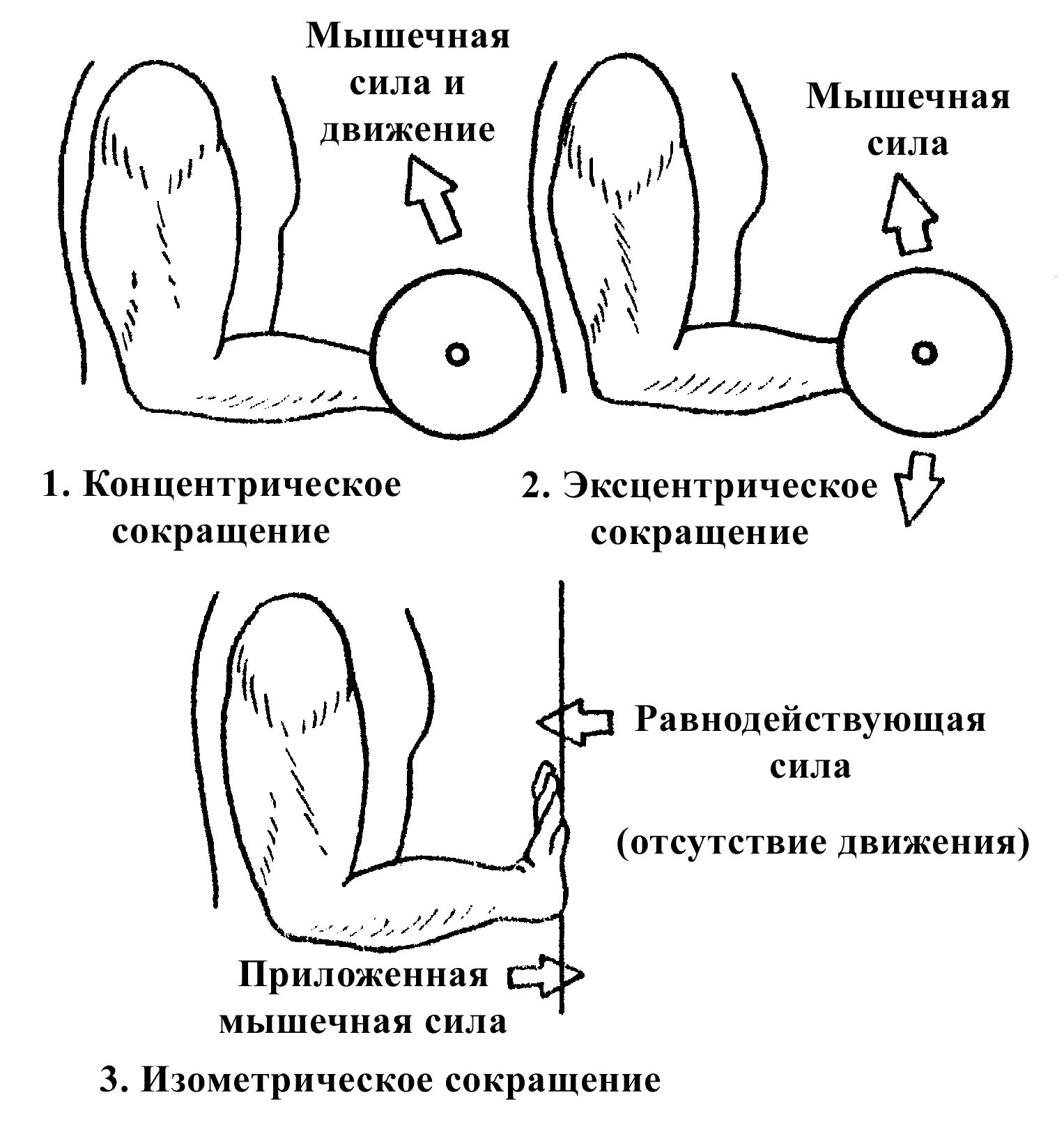Механическую работу выполняет мышца при концентрическом режиме