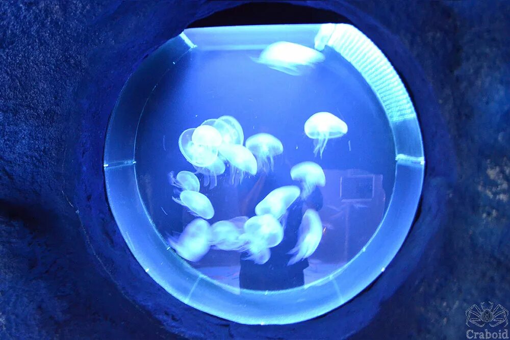 Медуза живая купить. Круглый аквариум с медузами. Аквариум с медузами. Медузы в морском аквариуме. Домашние медузы в аквариуме.