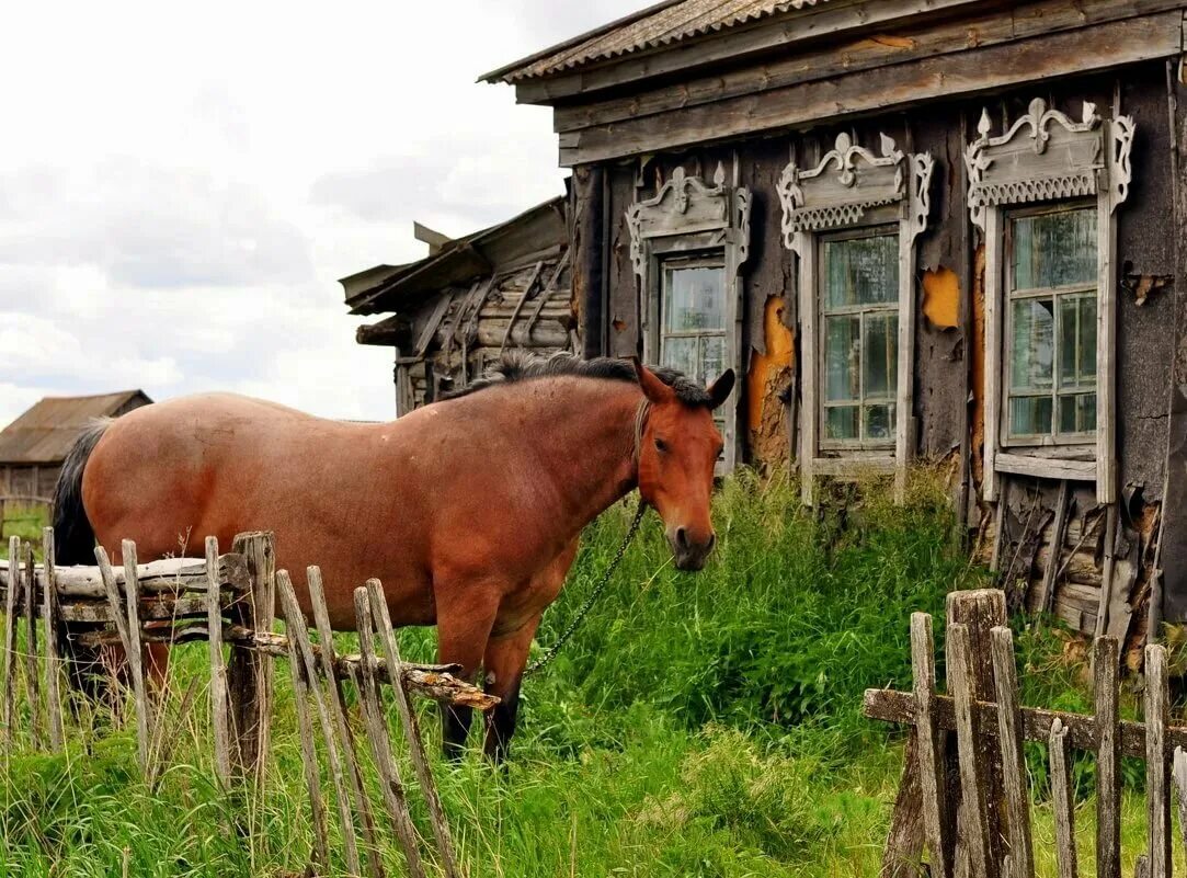 Деревенька, деревня Лошиха. Конь в деревне. Лошадки в деревне. Животные в деревне. Сельская