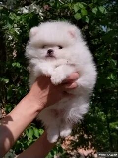 Щенок шпица иркутск