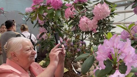Аптекарский огород пионы