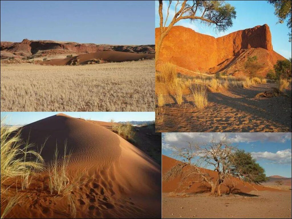 Пустыни и полупустыни тропического пояса. Тропические полупустыни Австралии. Тропические пустыни и полупустыни Австралии. Пустыни и полупустыни субтропического пояса.