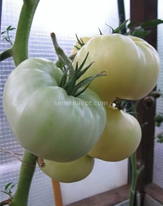 семена томат лотос томагрос. томат лотос бело-розовый. томат сахар белый седек. томат лотос бело-розовый мязина л. помидоры сорта лотос.