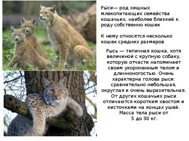 Рысь какой род. Род хищных млекопитающих семейства кошачьих. рысь рожает. рысь род. рысь к какому роду относится.