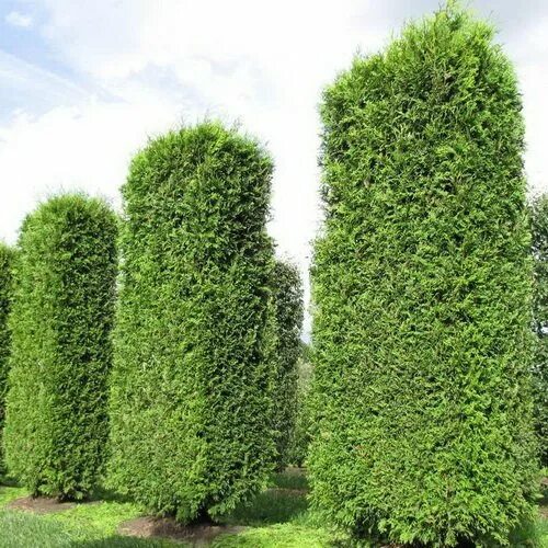 Thuja Occidentalis Brabant Visina 190-200 cm - Prodaja tuja- tuje Beograd, dosta