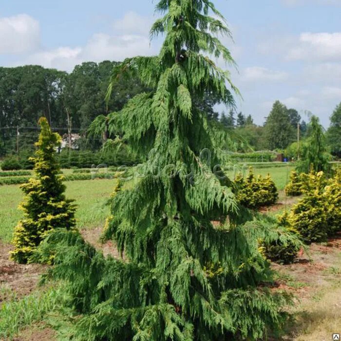 Кипарисовик нутканский (сорт 'pendula'). Кипарисовик нутканский описание фото. Pendula кипарис нутканский. Кипарисовик нутканский pendula. Кипарисовик нутканский pendula.