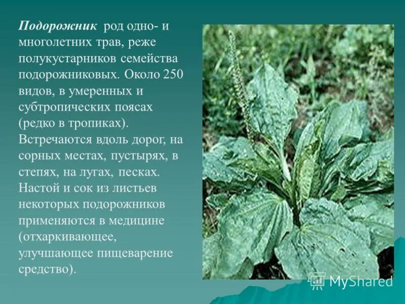 семейство подорожниковые. подорожник растение. подорожник плантаго. подорожник плантаго мажор. подорожник луговой.