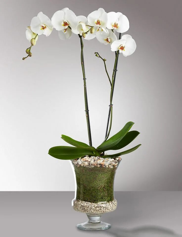 Каскадный фаленопсис - Phalaenopsis Cascade Taiwan Diamond 'Rainbow' D12 H40