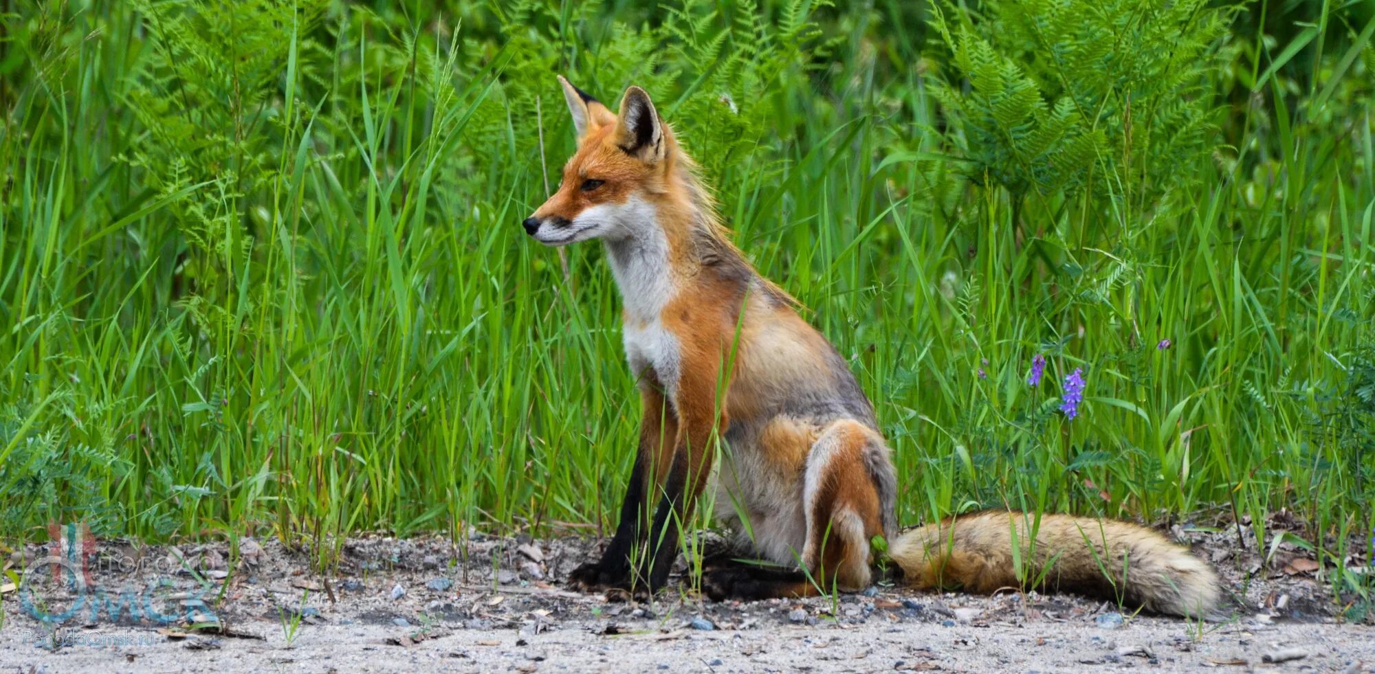 лисица корсак астраханской области. степная фауна астраханской области. звери астрахань. астраханский заповедник фауна. животные астраханской области.