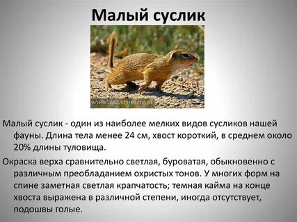 Малый описание