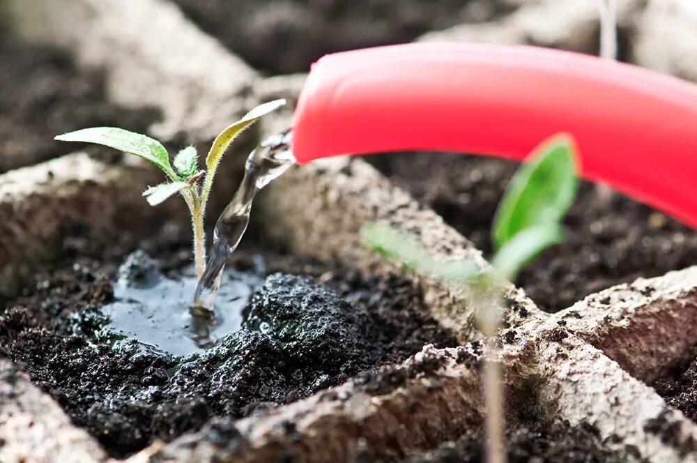 Подкормка томатов после посадки в грунт. Полив рассады томатов. seedling «рассада». полив рассады бархатцев. полив петунии.