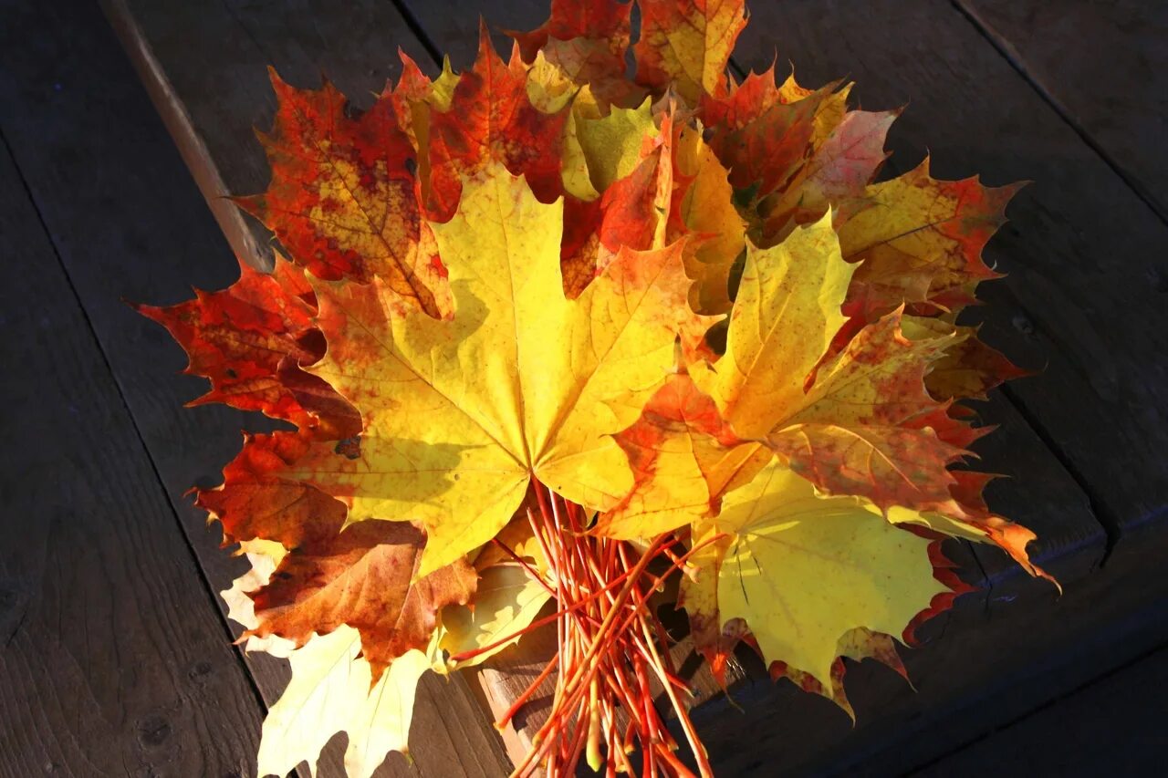 Листовой опад. Красивые осенние фотосессии. Букет листьев. Охапки листьев. Охапки листьев.
