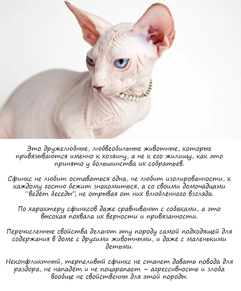Сфинкс (порода кошек) список пород кошек. Канадский сфинкс сиамского окраса. Донской сфинкс стандарт породы. Сфинкс кошка канадский и донской. Канадский сфинкс табби.