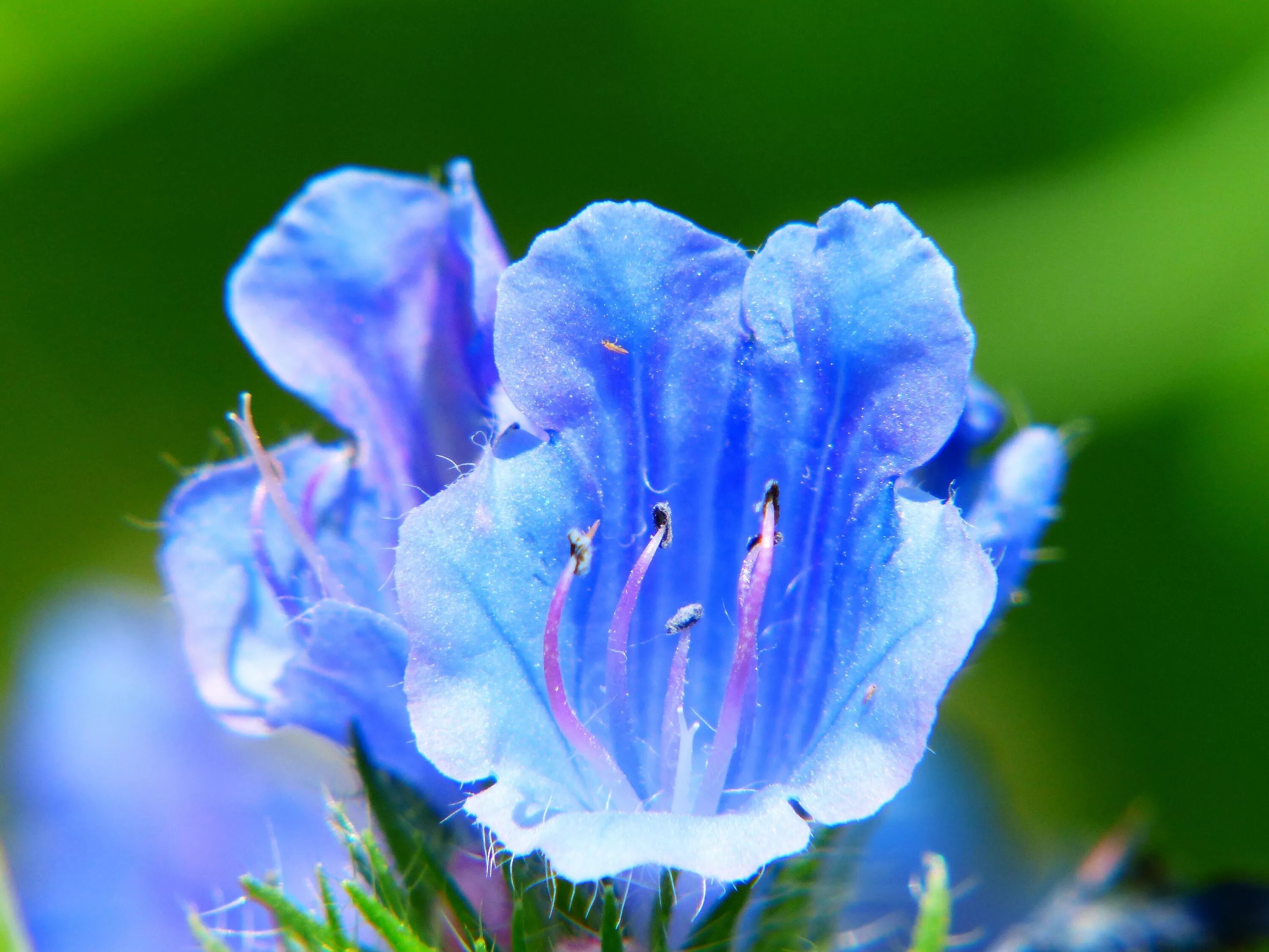 Ну голубой. Голубые цветы. Синие цветочки. Голубые садовые цветы. Растения с синими цветами.
