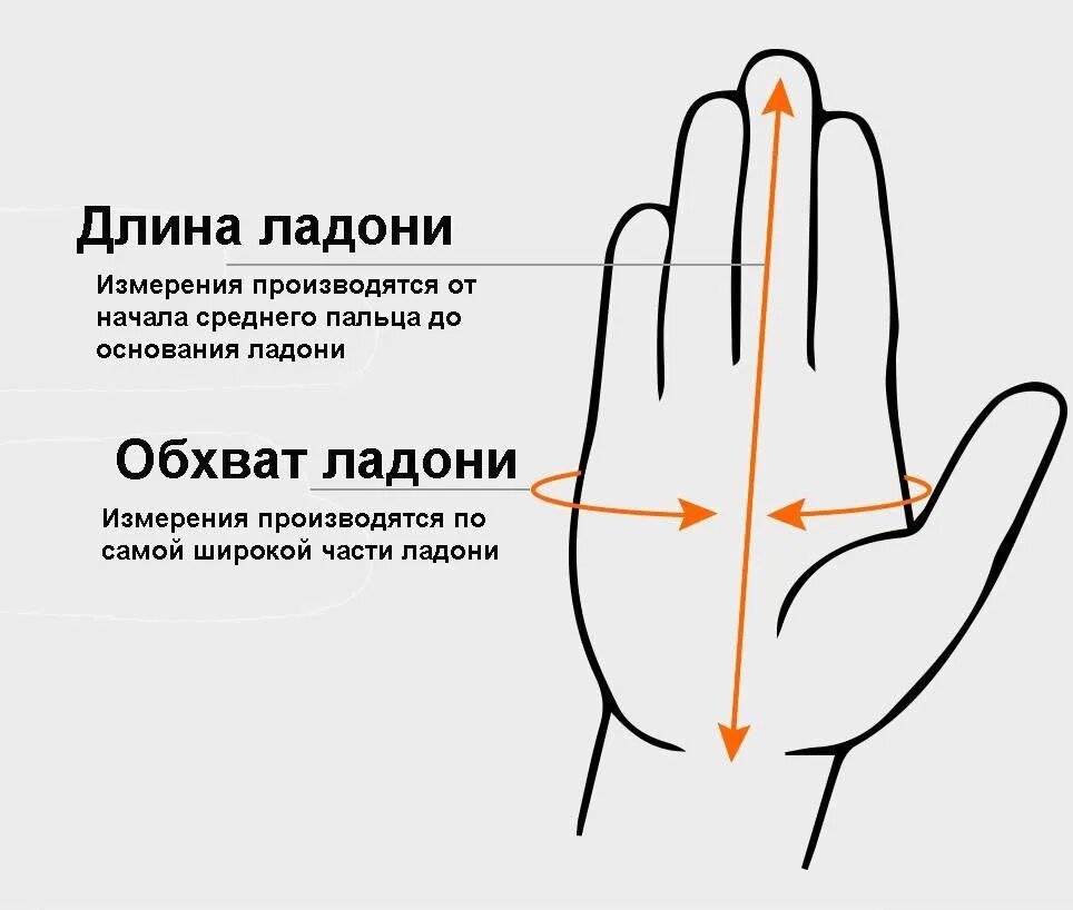 Ладонь в см