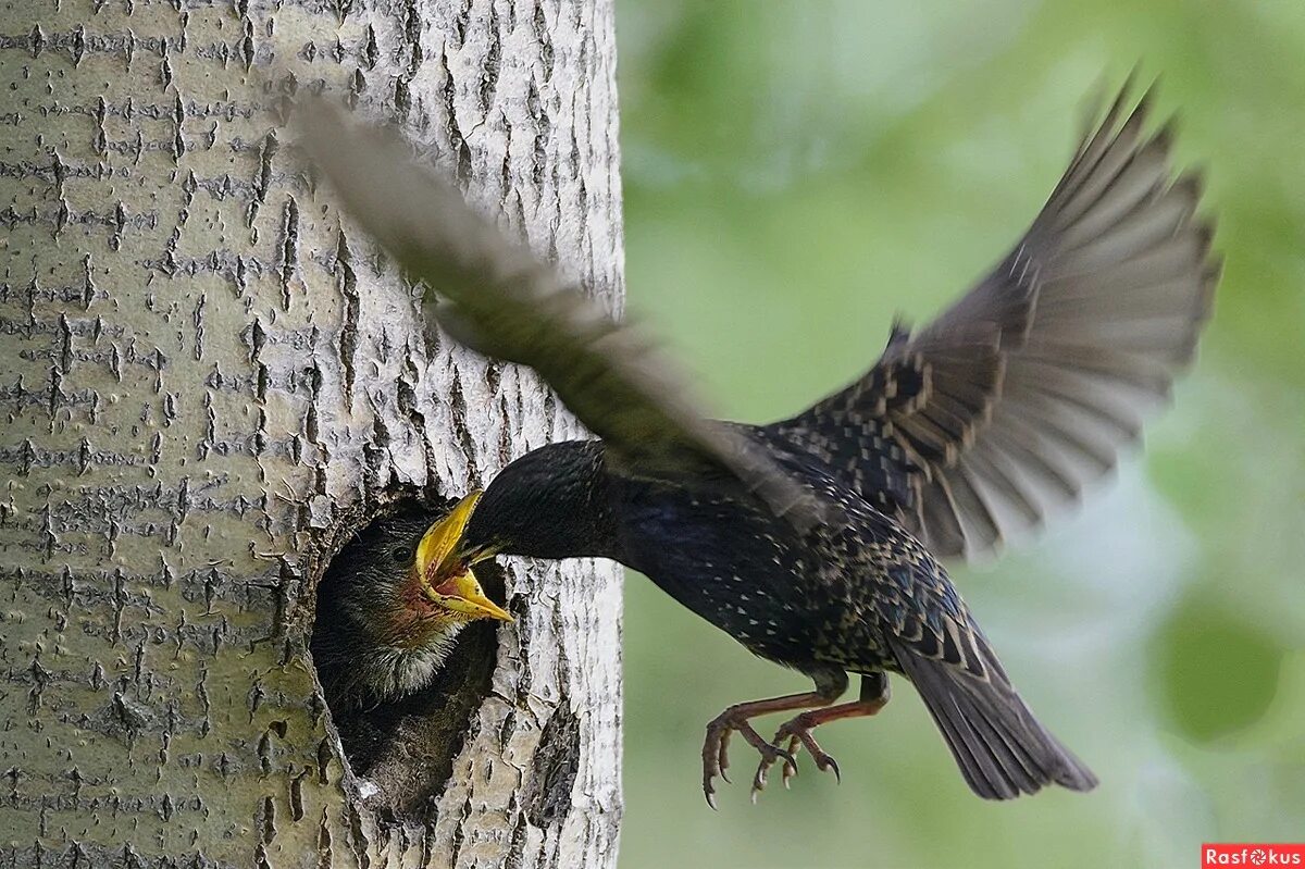 пойманные скворцы быстро. скворец на ветке. скворец поет. пойманные скворцы быстро. скорец, суворовушка, скворечник.