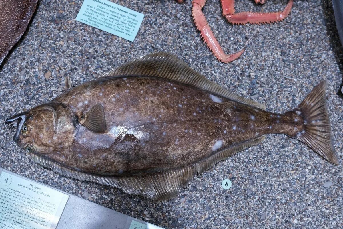 Самая большая камбала