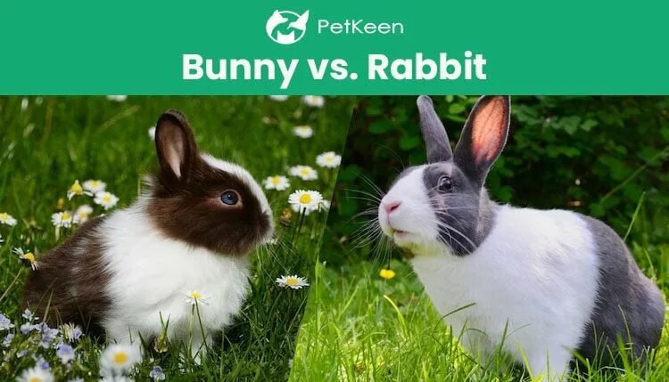 Заяц vs кролик. Bunny Rabbit разница. Кролик против кролика. Заяц и кролик разница.